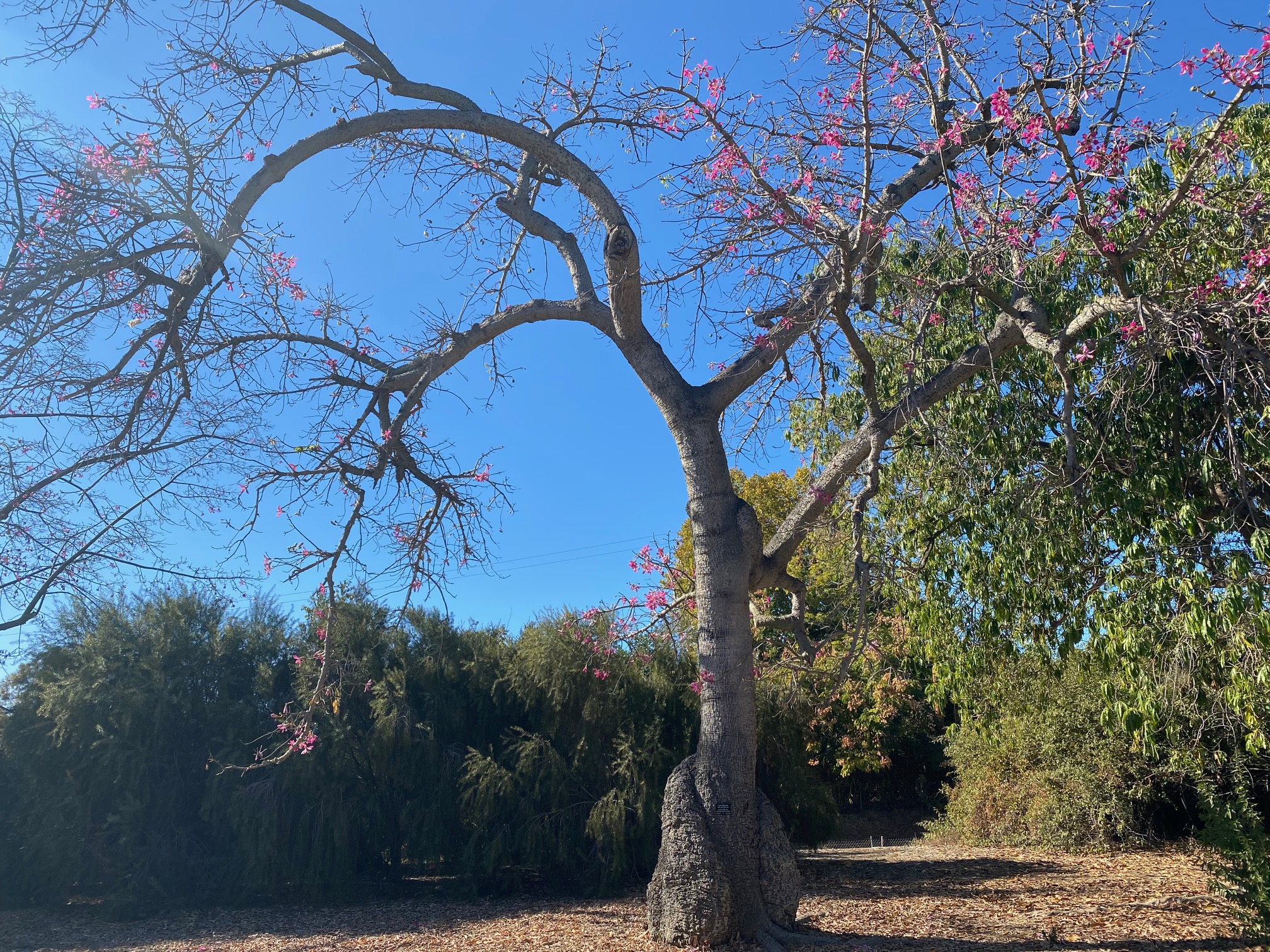 Los Angeles County Arboretum Photo 005