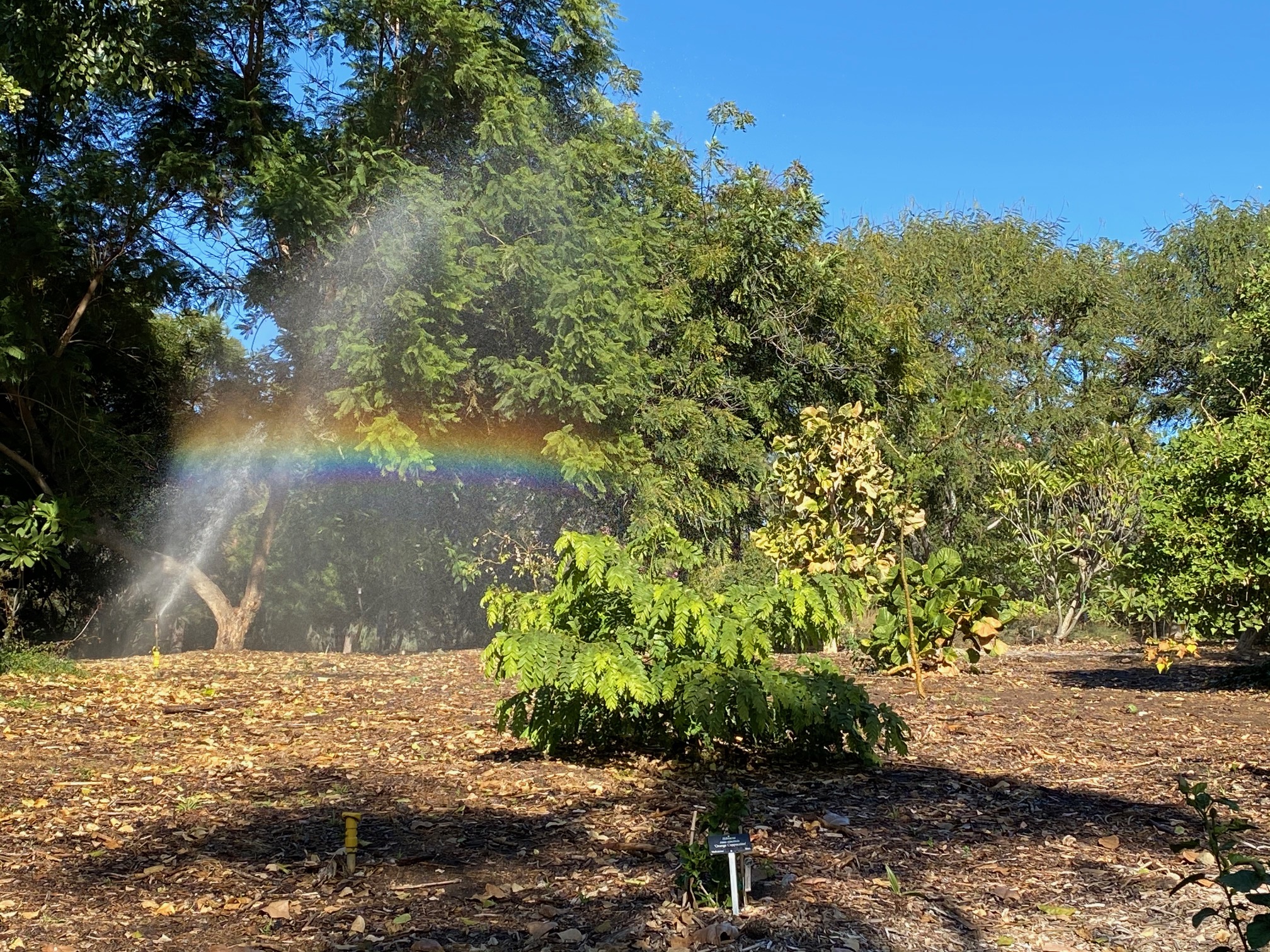 Los Angeles County Arboretum Photo 012