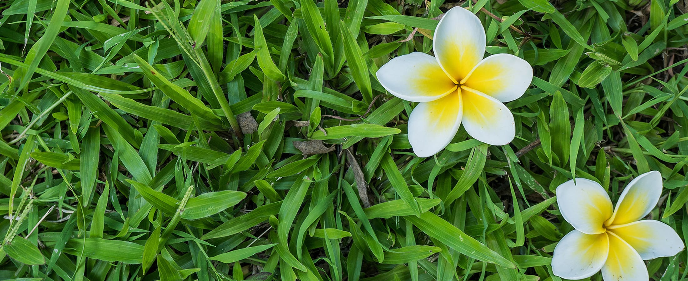 Hawaii Loa Ridge Real Estate Hawaii Loa Ridge Homes for Sale