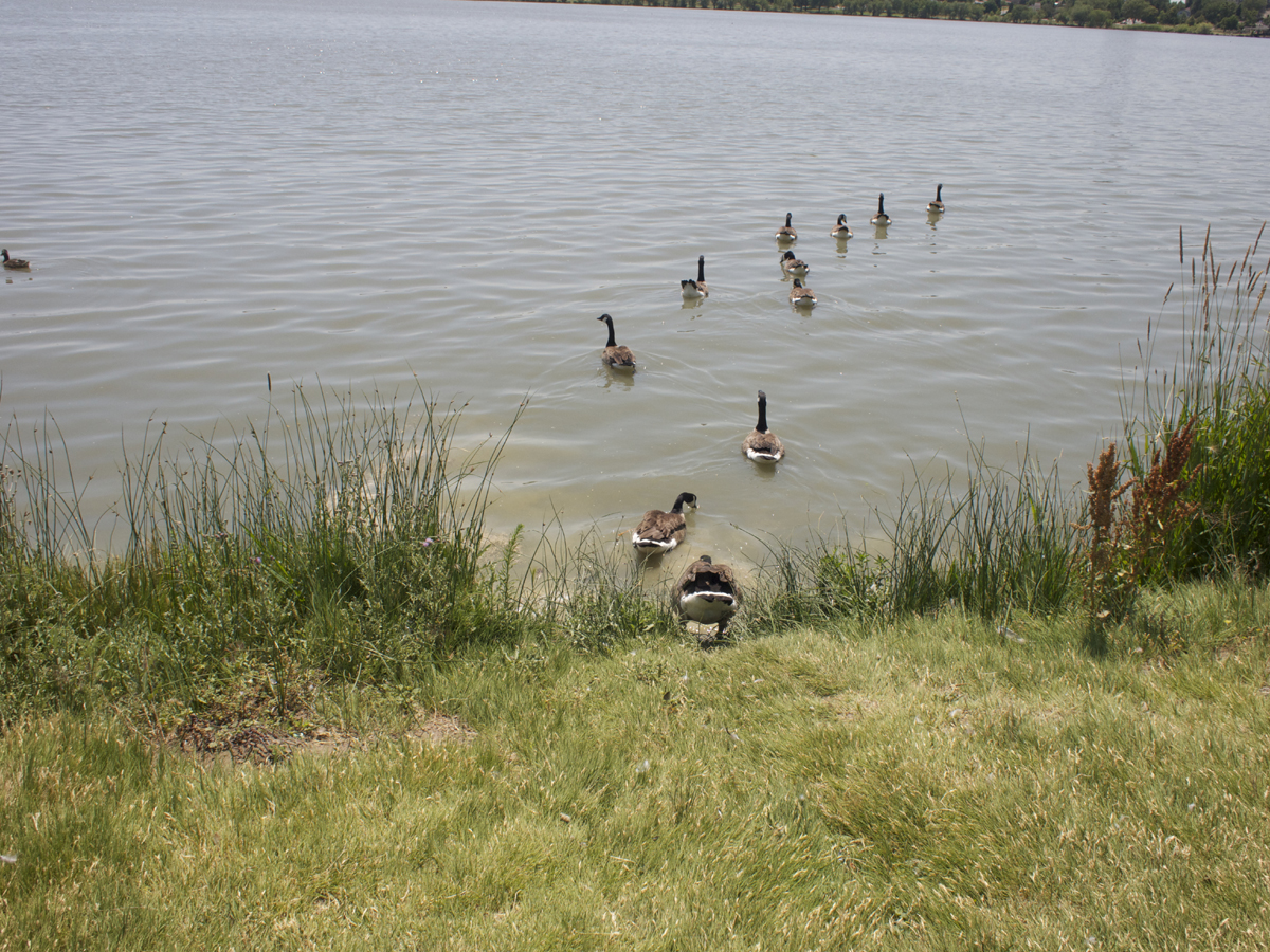 Sloans Lake Homes For Sale Denver Real Estates