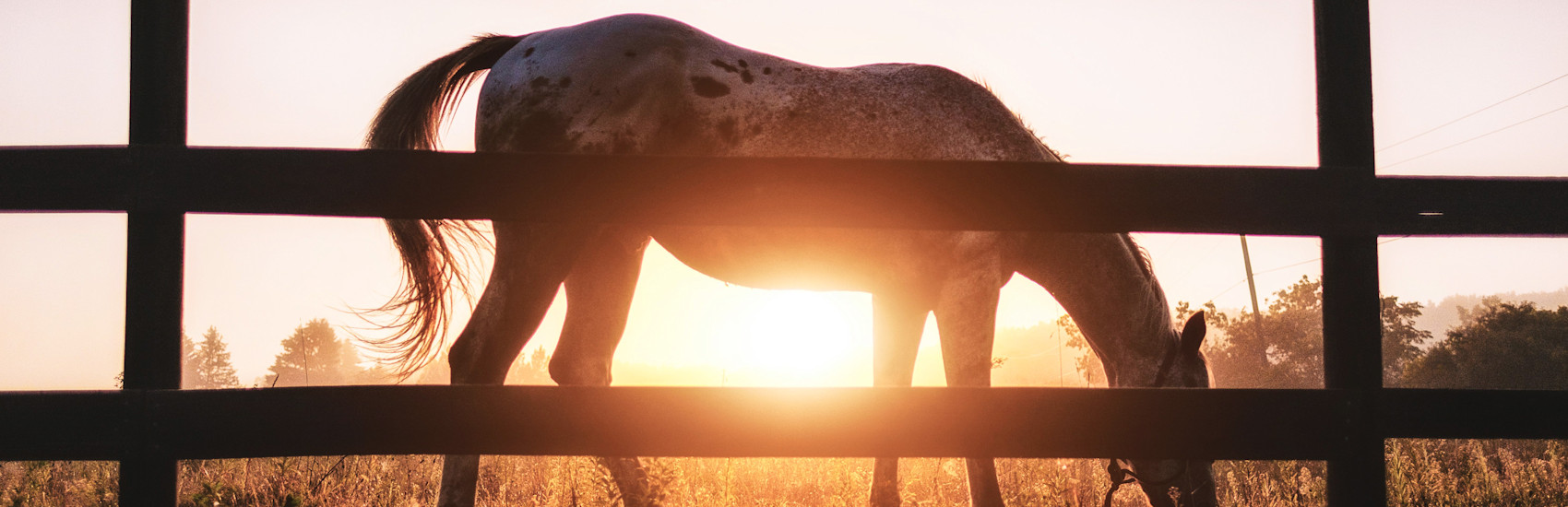 Homes for Sale in Appin Appin Ontario Real Estate TeamForster