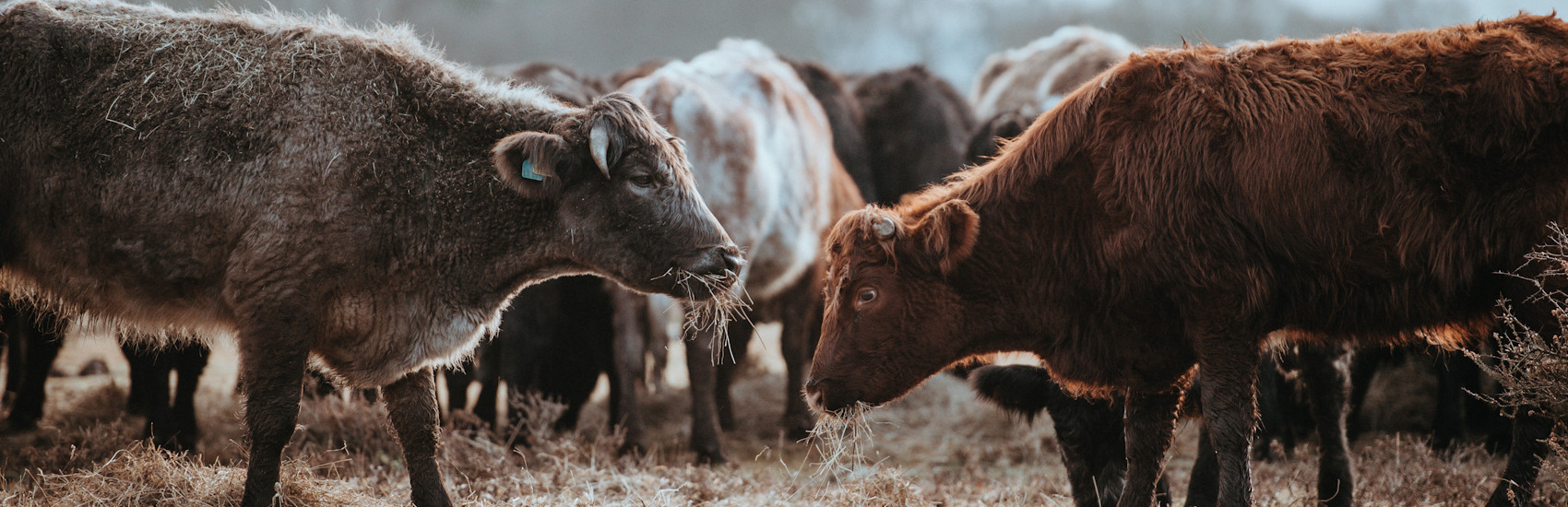 Homes for Sale in Bryanston Bryanston Ontario Real Estate TeamForster