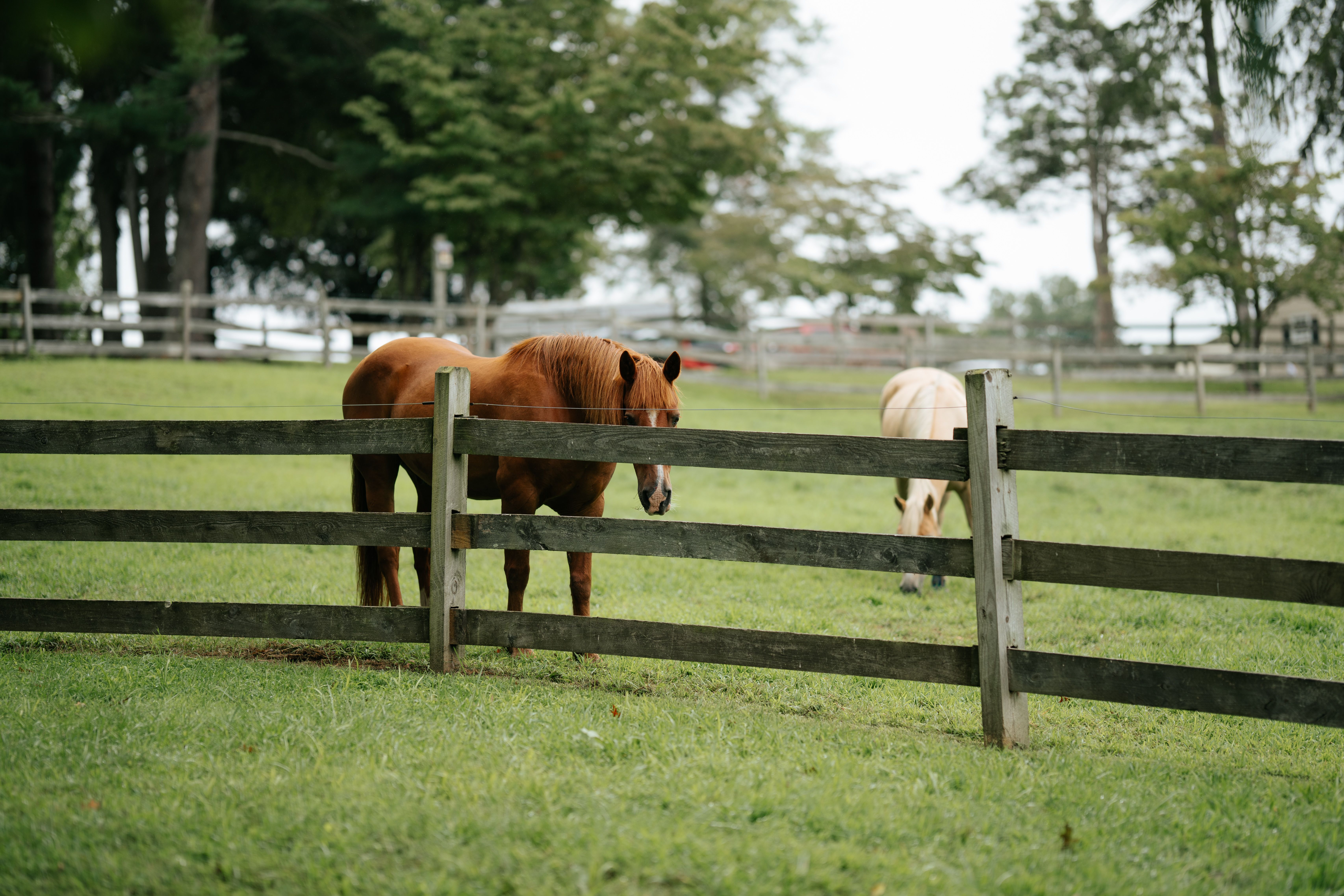 Kentucky horse farm and horses