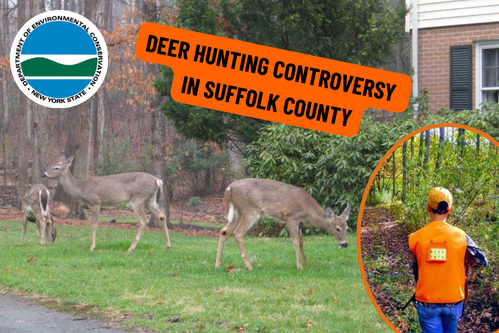 Deer Hunting Controversy in Suffolk County