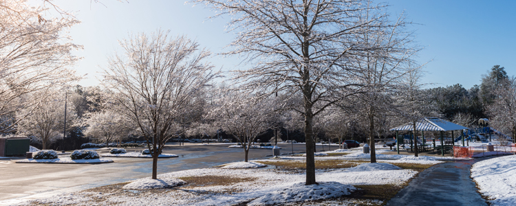 Snow Covered Trees in North Carolina