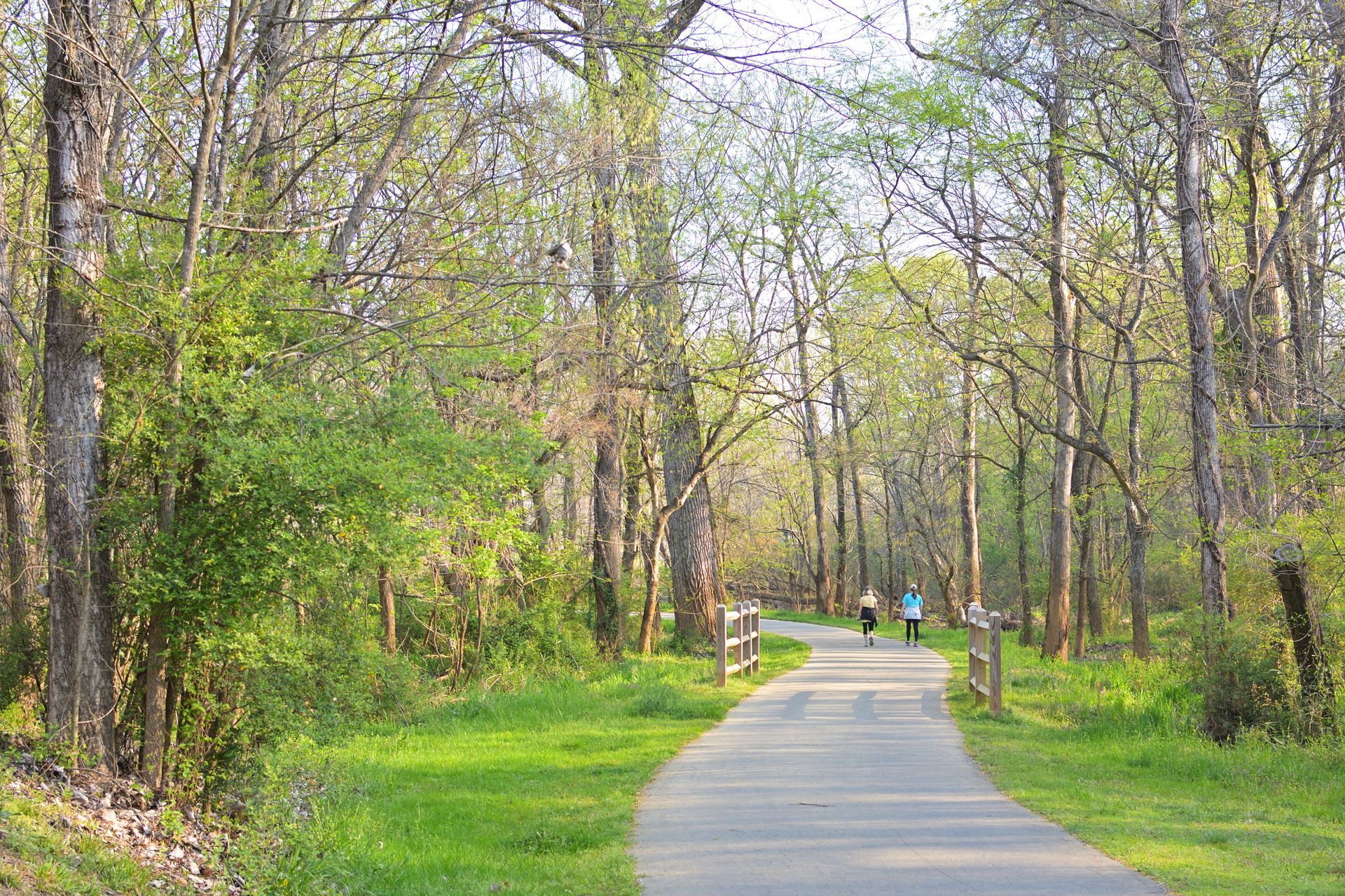 A trail through the woods in Asheville, NC