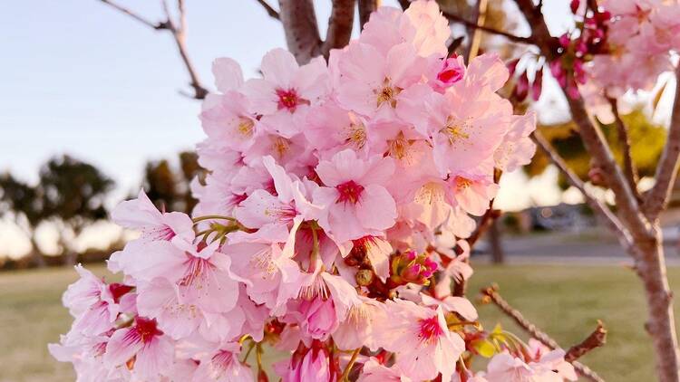 torrance cherry blossoms