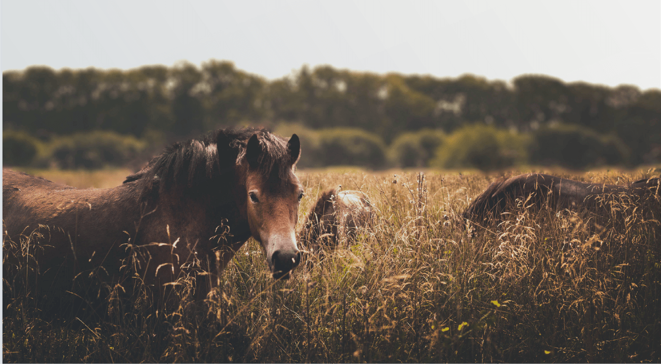 Island Ryan's Tips For Horse Properties on Vancouver Island
