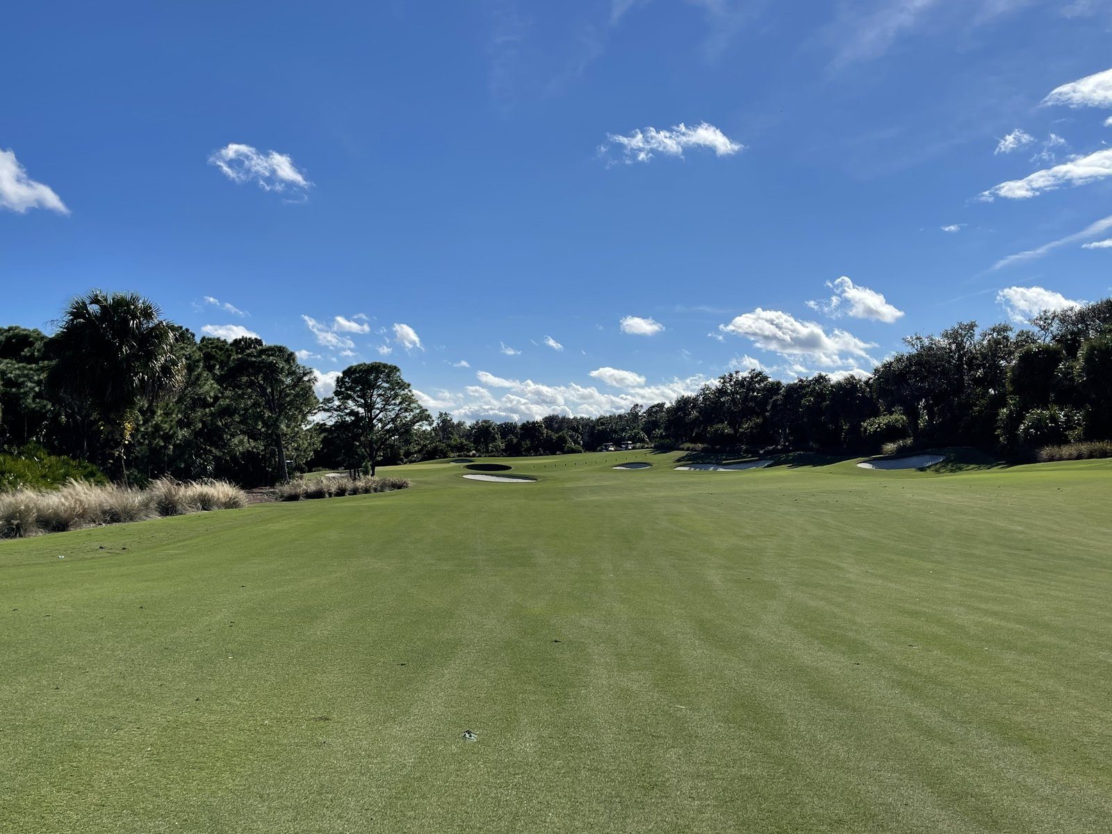 A fairway lined with live oaks