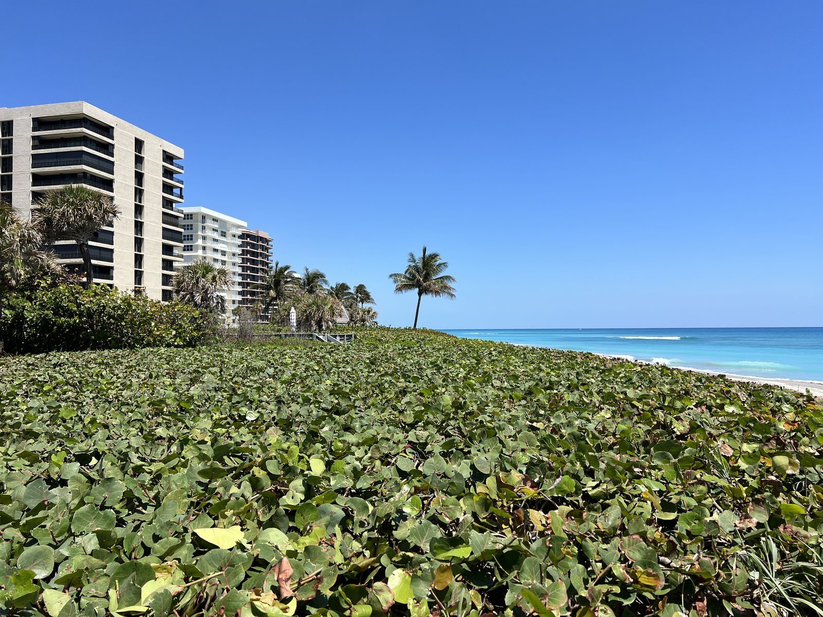 An oceanfront building above the dunes in Juno Beach