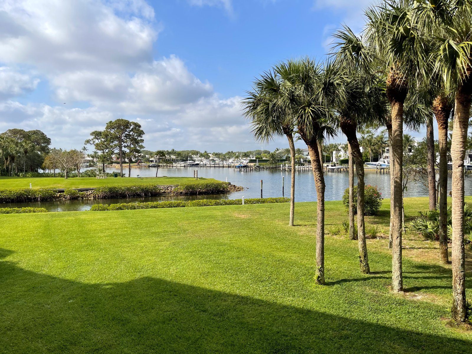 Lawn palms intracoastal