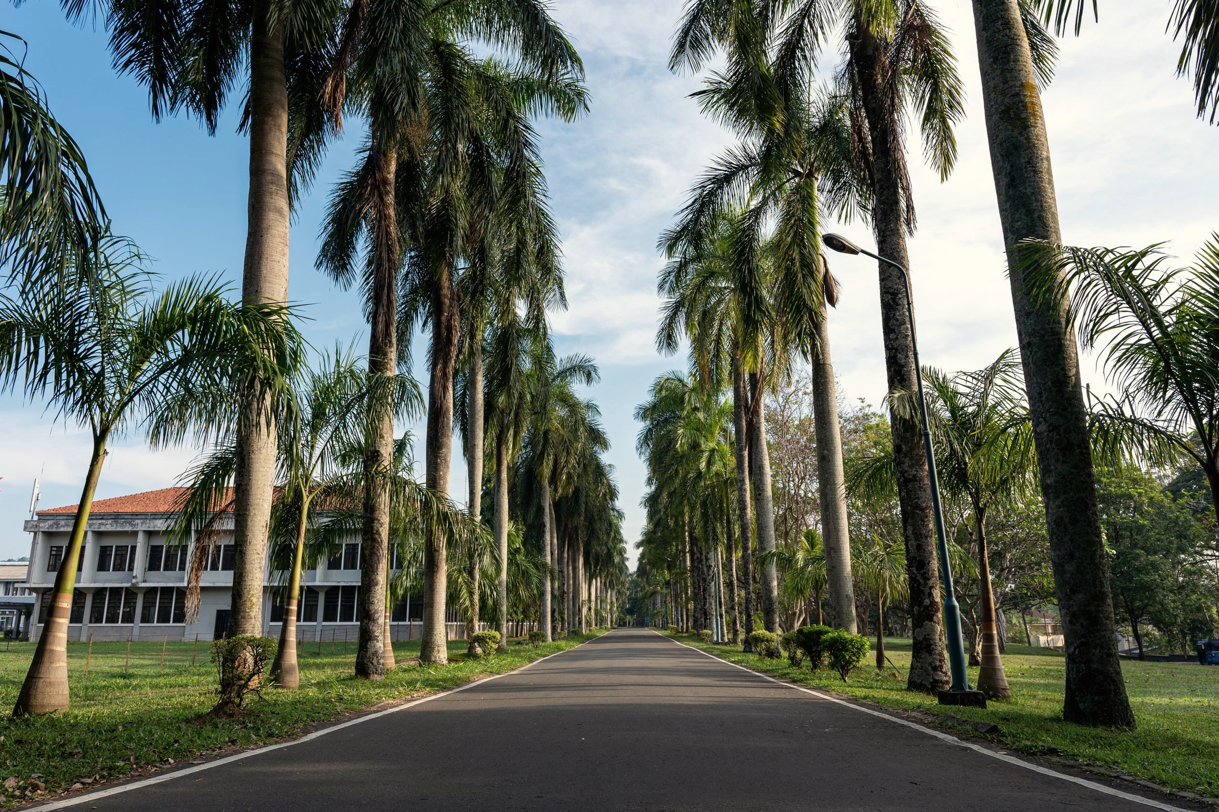 A palm-lined Florida street