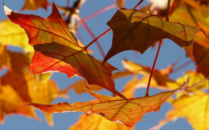 Why Do People List Their Homes In The Fall?