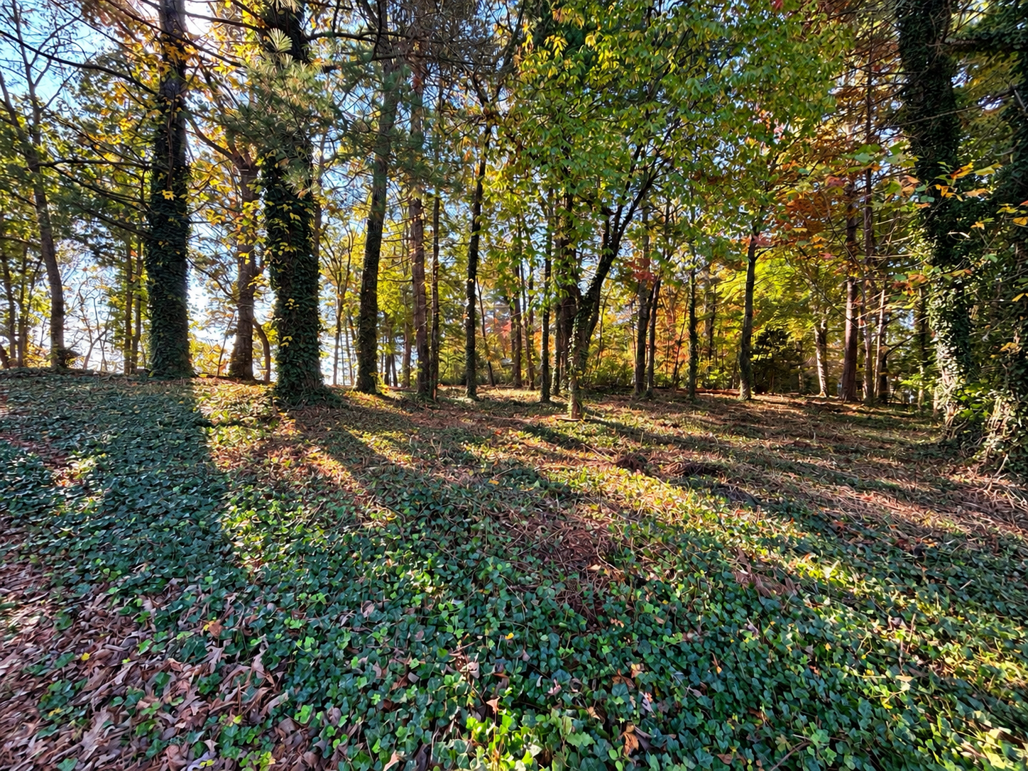 Wooded lot on Pauline Avenue in Franklin, NC