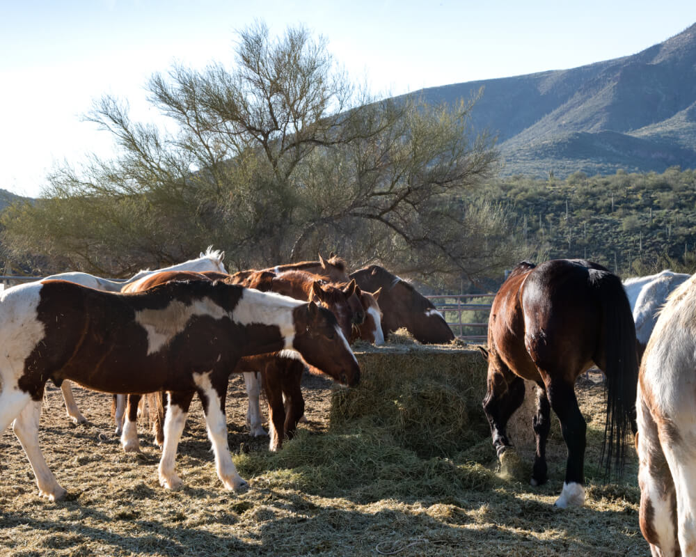 Horse Property Real Estate