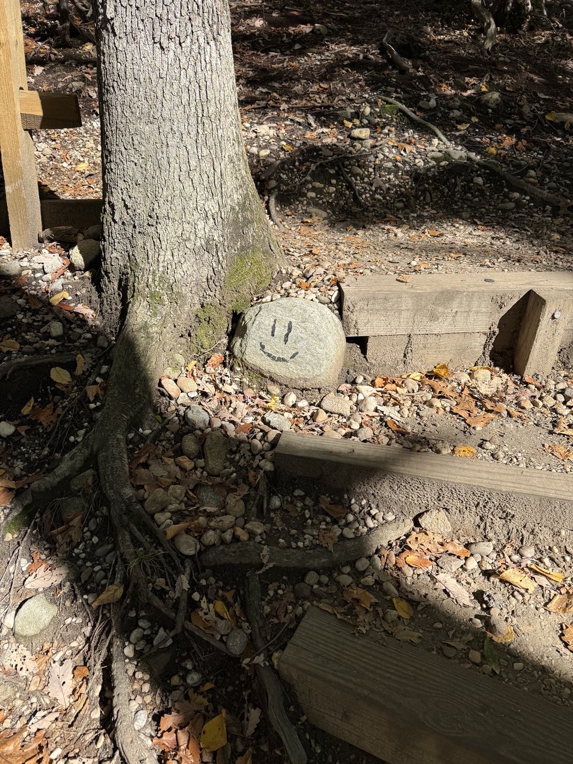 Small smiling-face rock beside a tree and timber trail steps on the Cold Spring Harbor hiking route