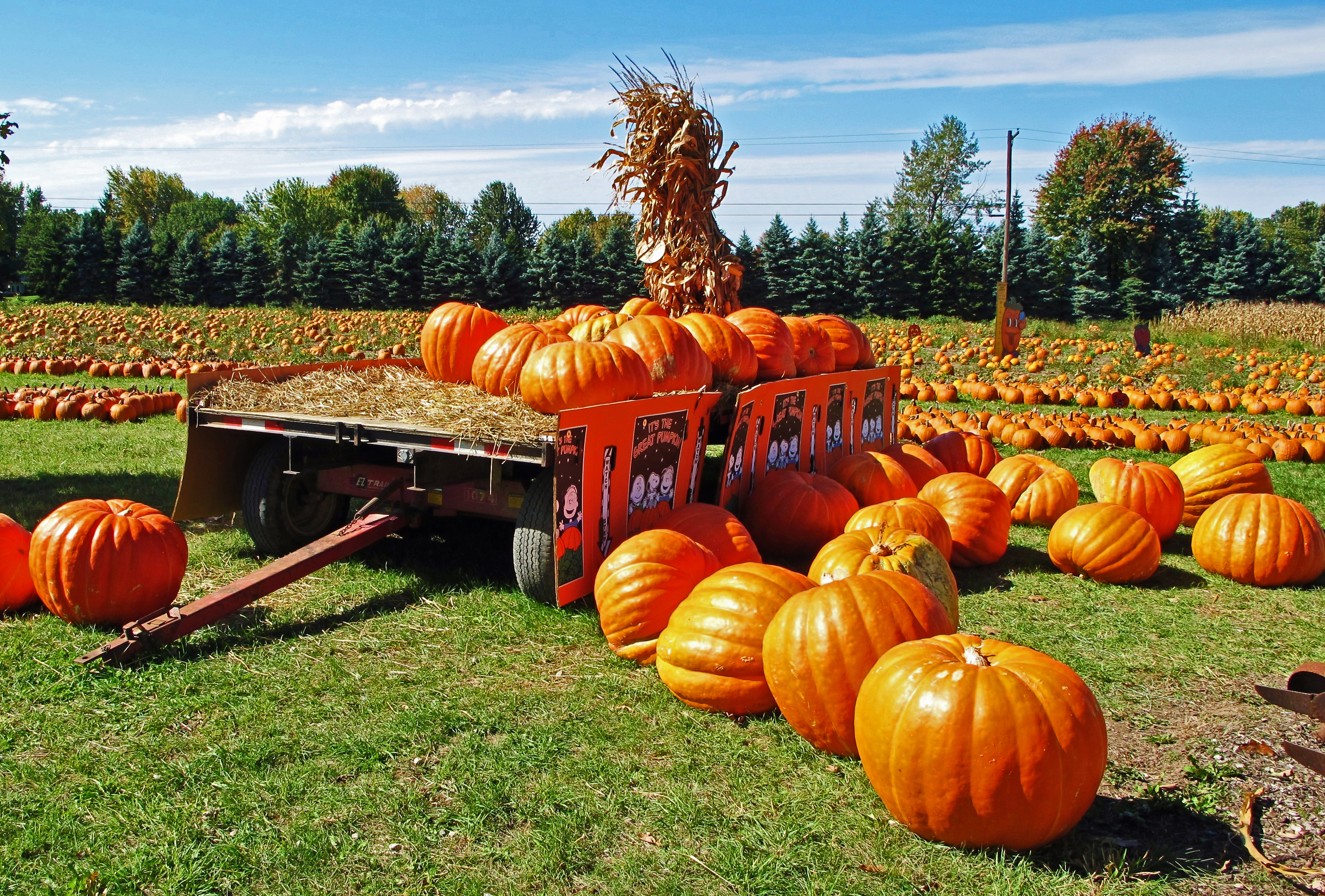 Pumpkins at harvest time