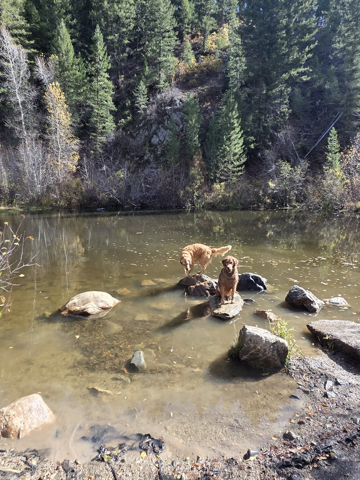 Molly and her golden retriever friend playing among the rocks in a mountain pond during an October hike