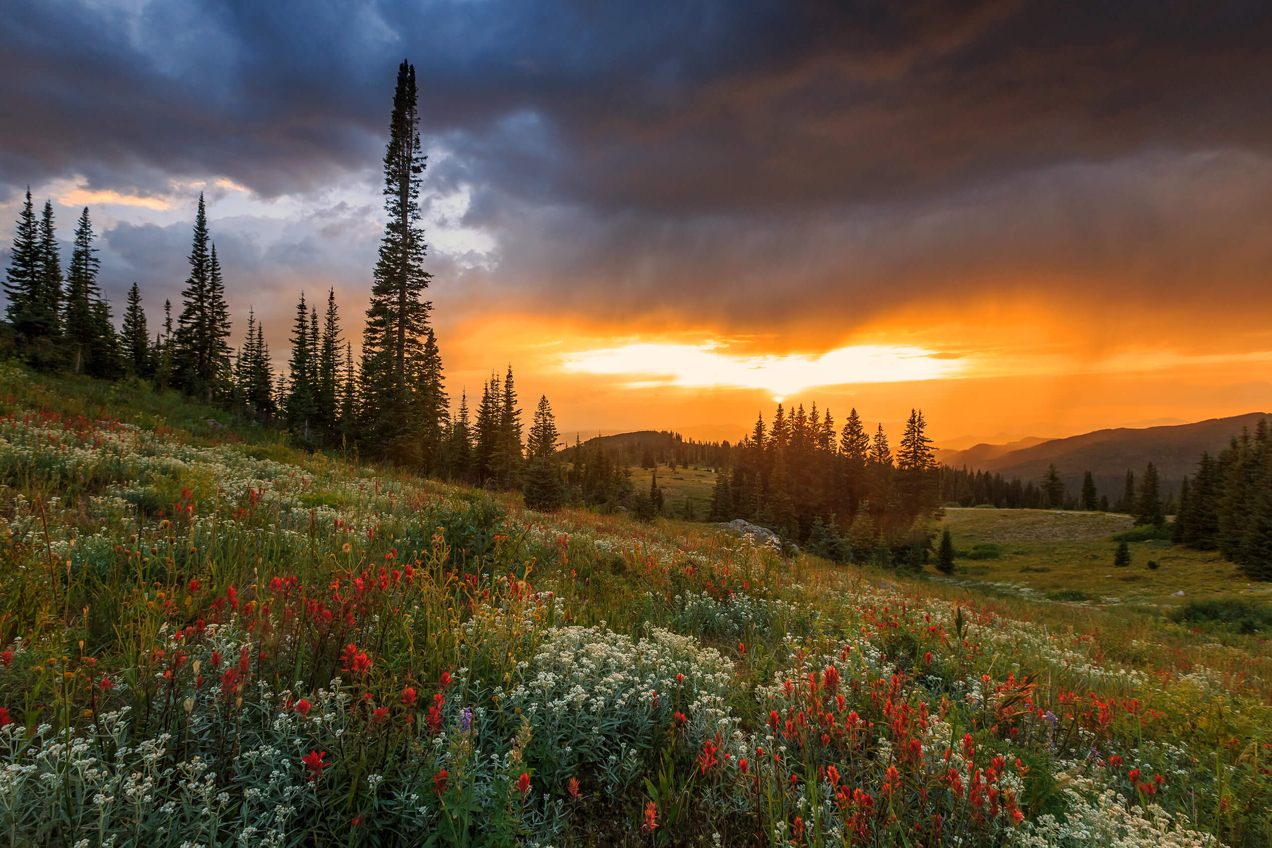Summer wildflowers and sunset over the Yampa Valley near Steamboat Springs