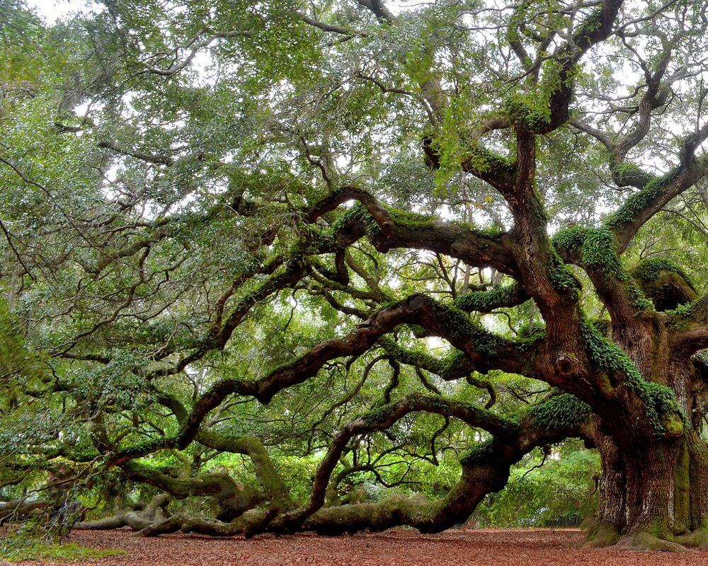 Johns Island Real Estate
