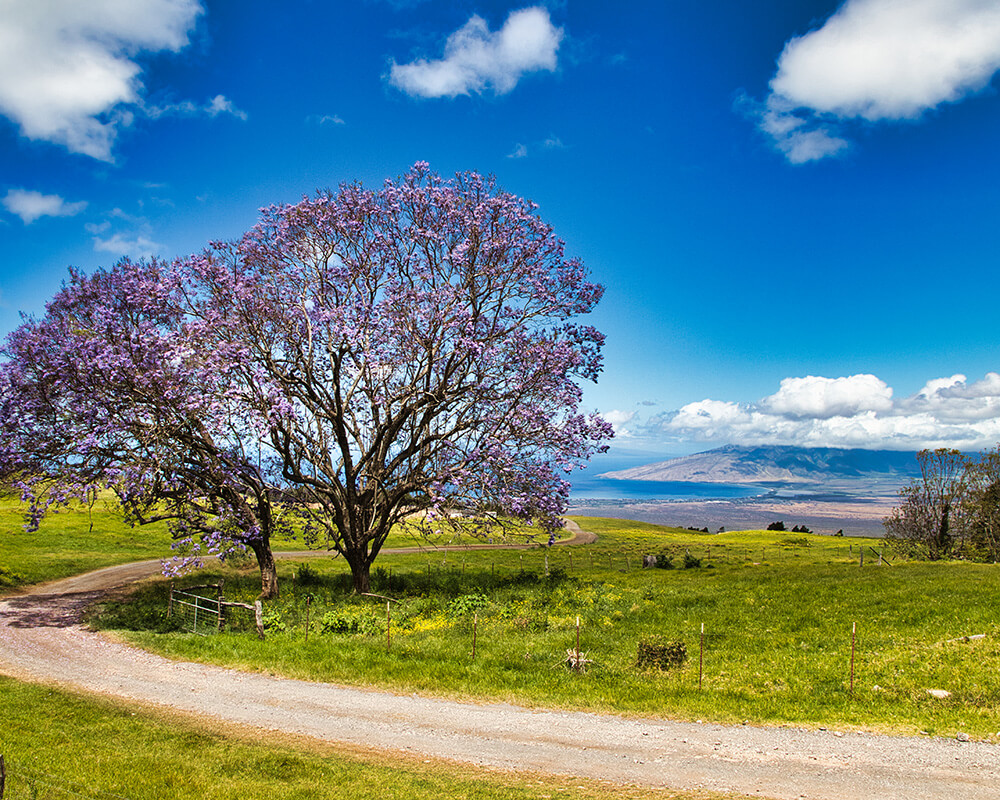 Maui Real Estate Maui Homes for Sale