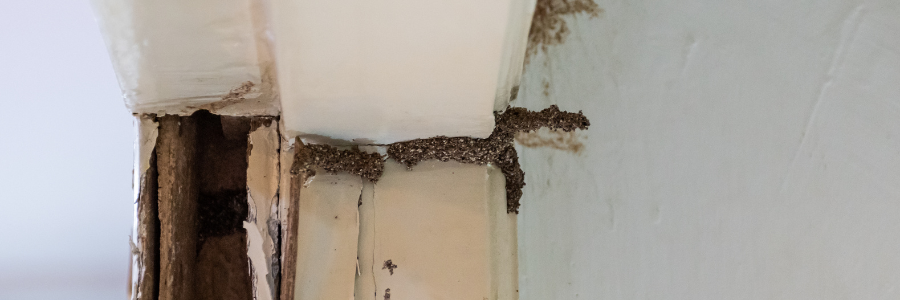 Pest Problems