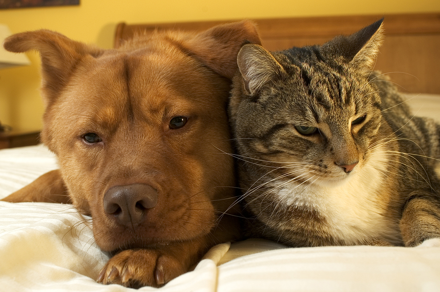 Get pet care products for the animals in your Monroe home at Sam's.