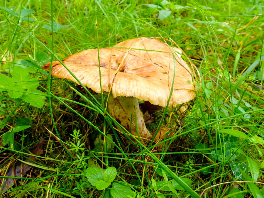 Identify mushrooms on Monroe property.
