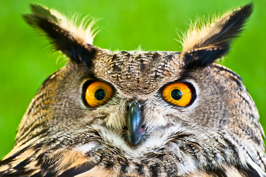 Meet owls on Monroe property.