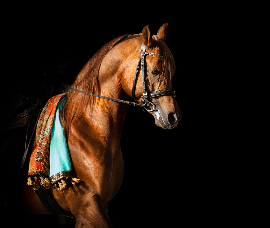 See Arabian horses near your Monroe home.