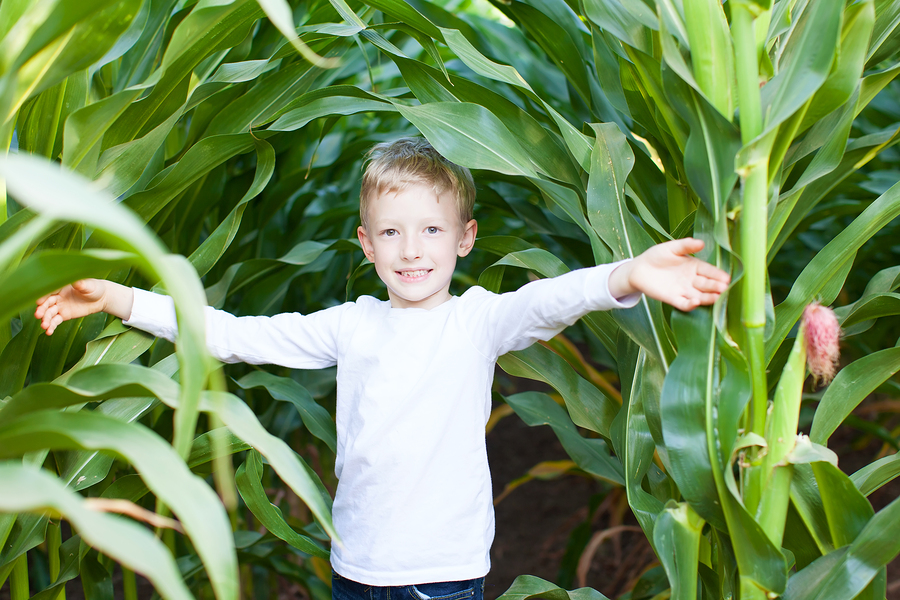 Go to the corn maze on Snohomish property.