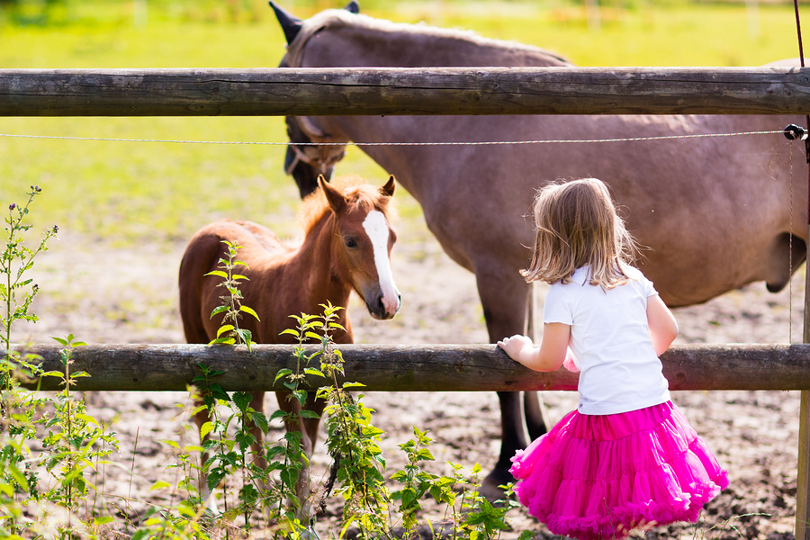 Meet horses near your Monroe home.
