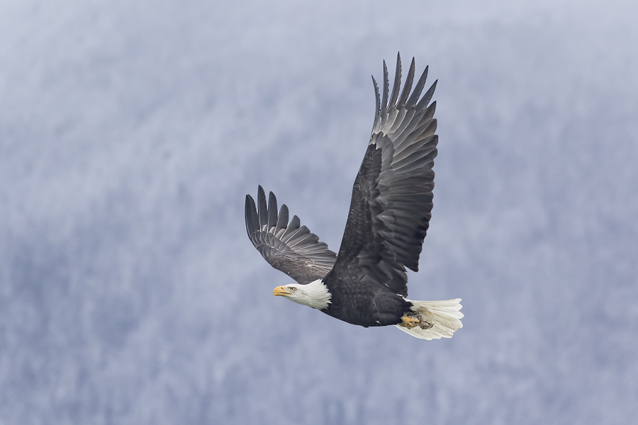 See eagles on Lake Stevens real estate.