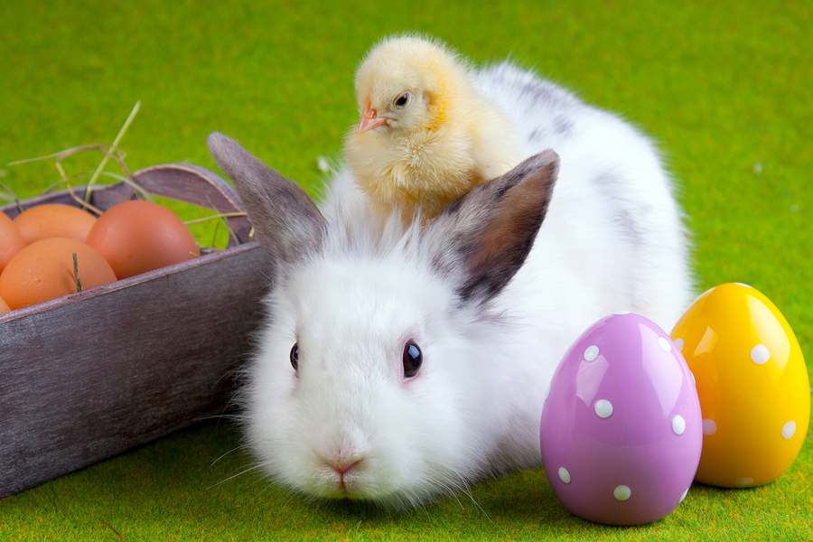Meet the Easter bunny near your Snohomish home.