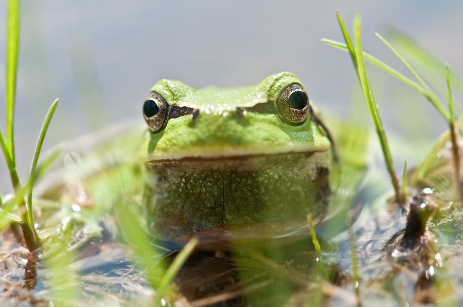 Go to Groundfrog Day near Snohomish homes.