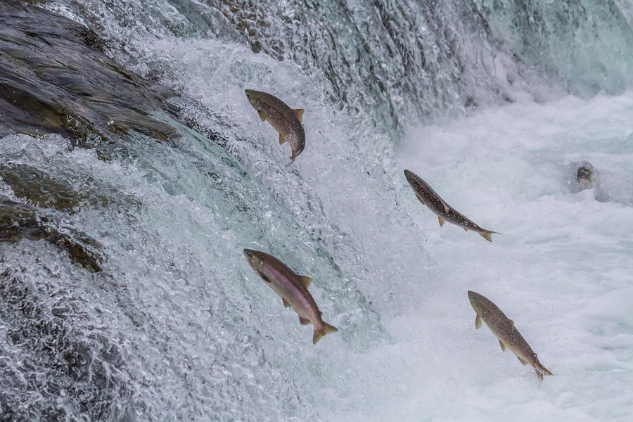 Live in Lake Stevens and swim with salmon.