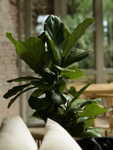Fresh Flowers and Plants