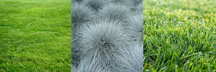 Types of Grass