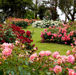 Evergreen Arboretum and Gardens