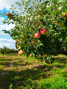 Harvest Festival Apple Palooza