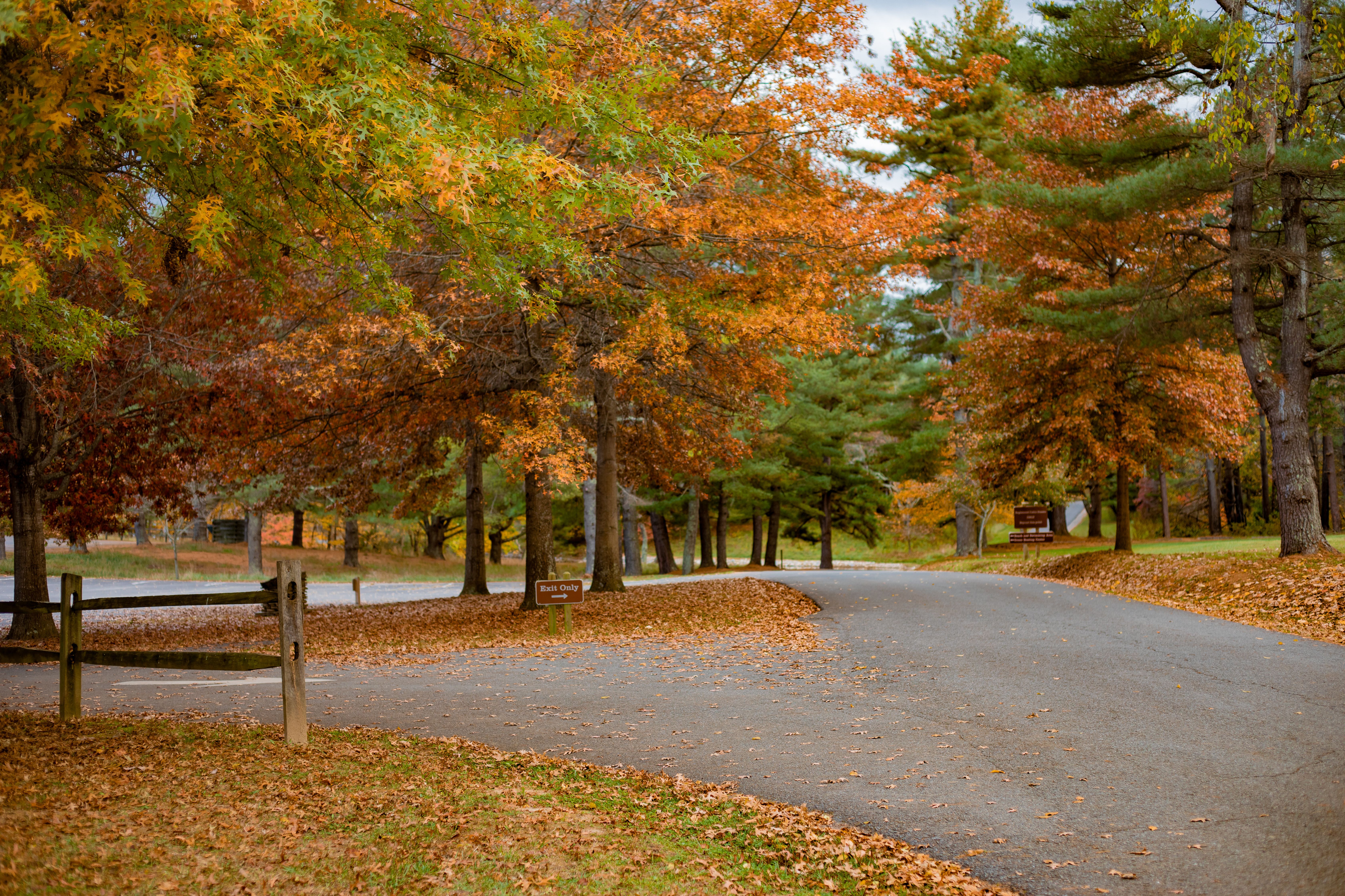 brown and green trees in a park