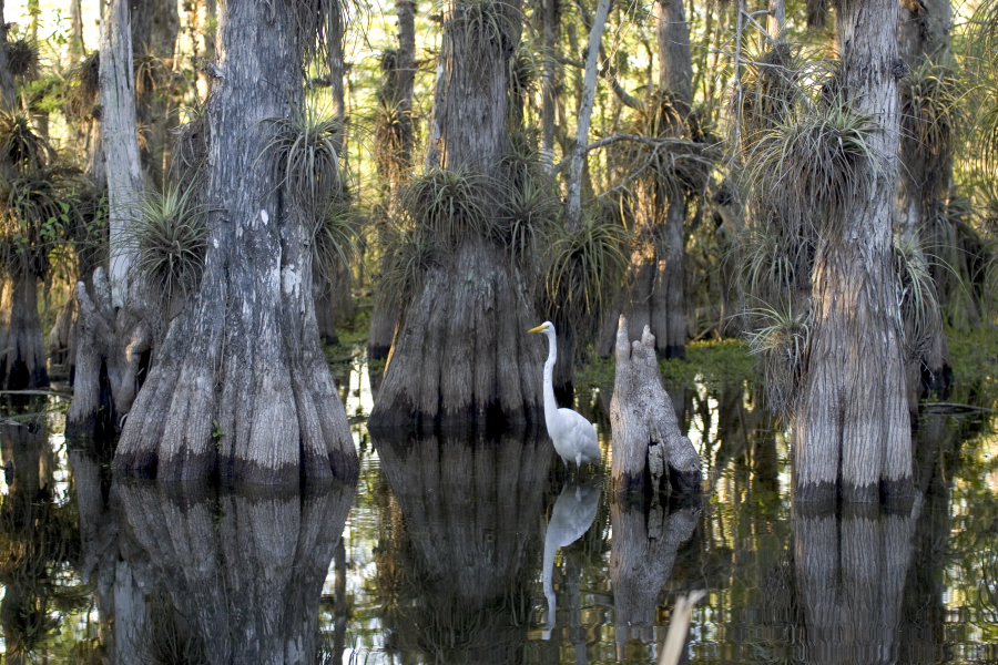 Cypress grove in Everglades National Park, Florida