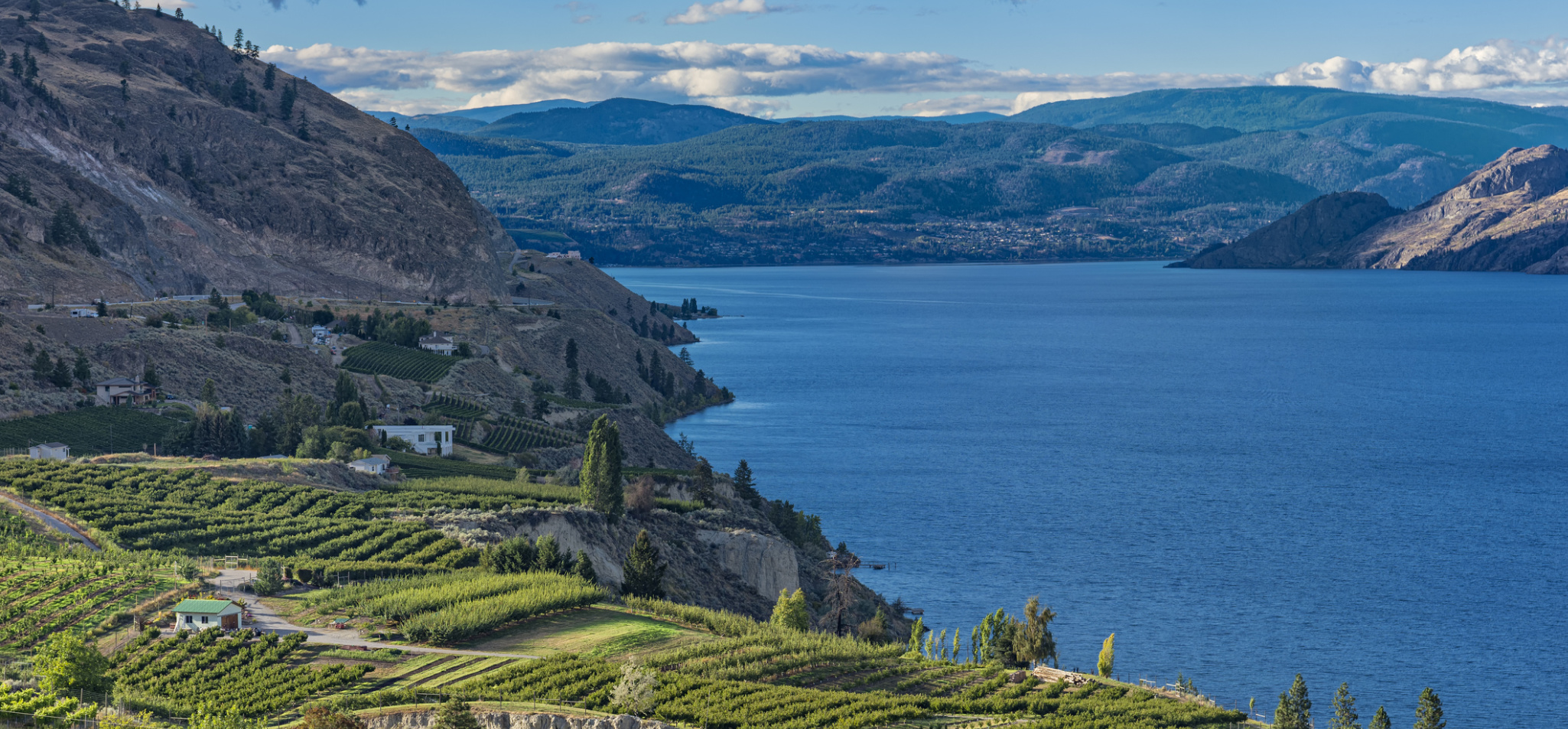 Kelowna & Central Okanagan Real Estate Professional