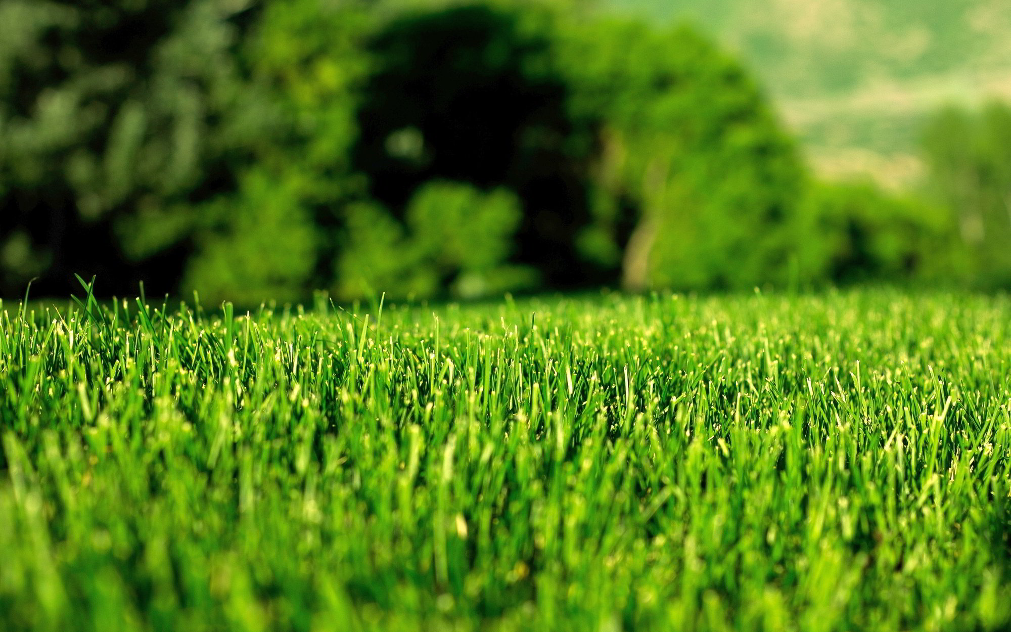 5 Best Grass Types for Denver Lawns