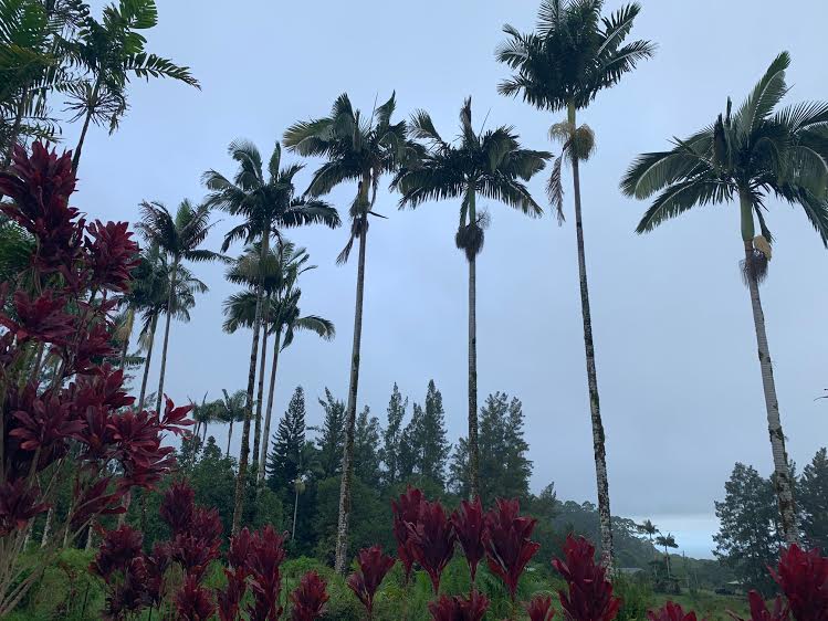 Hamakua Coast's Mystique Luxury and Seclusion Sought By World's Most