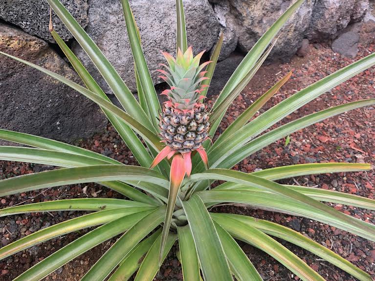 Hawaii Pineapple at Luxury Real Estate Investment Property Showing