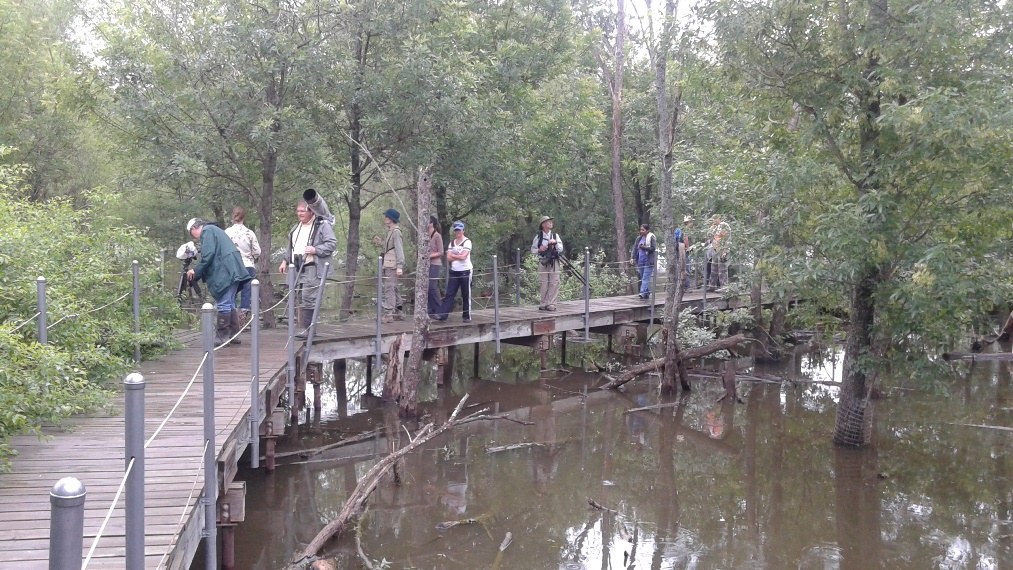 Wetlands boardwalk on the Wood Duck Trail at Heard Natural Science Museum & Wildlife Sanctuary, McKinney, Texas. Photograph taken May 9, 2015.