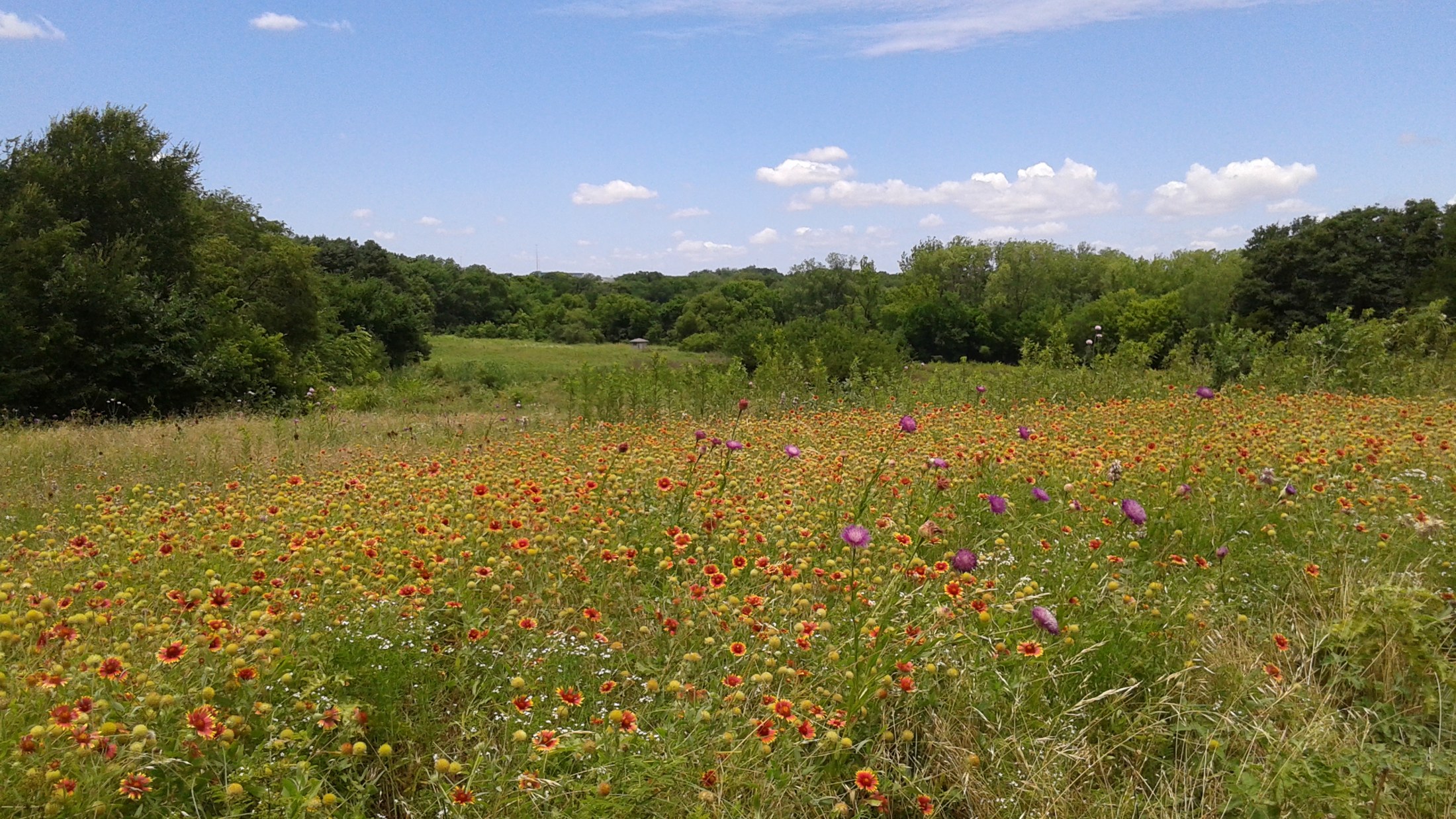 Wildflower prairie at Heard Natural Science Museum & Wildlife Sanctuary, McKinney, Texas. Photograph taken June 18, 2015.