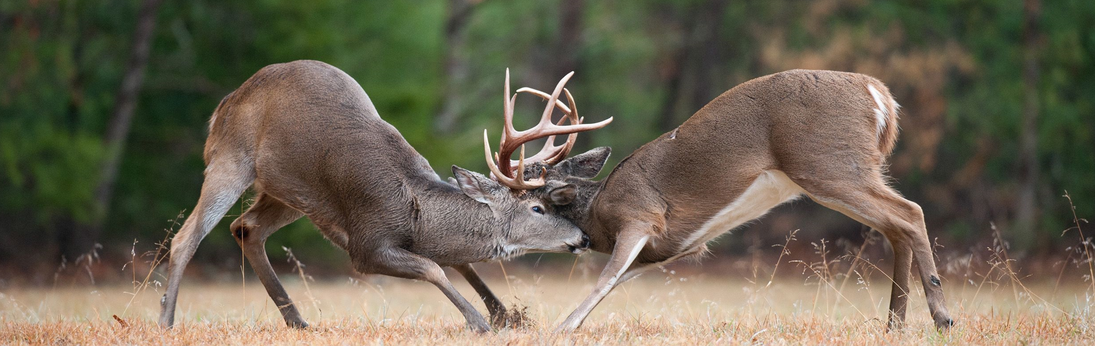 Republic of Texas Land & Home Careers