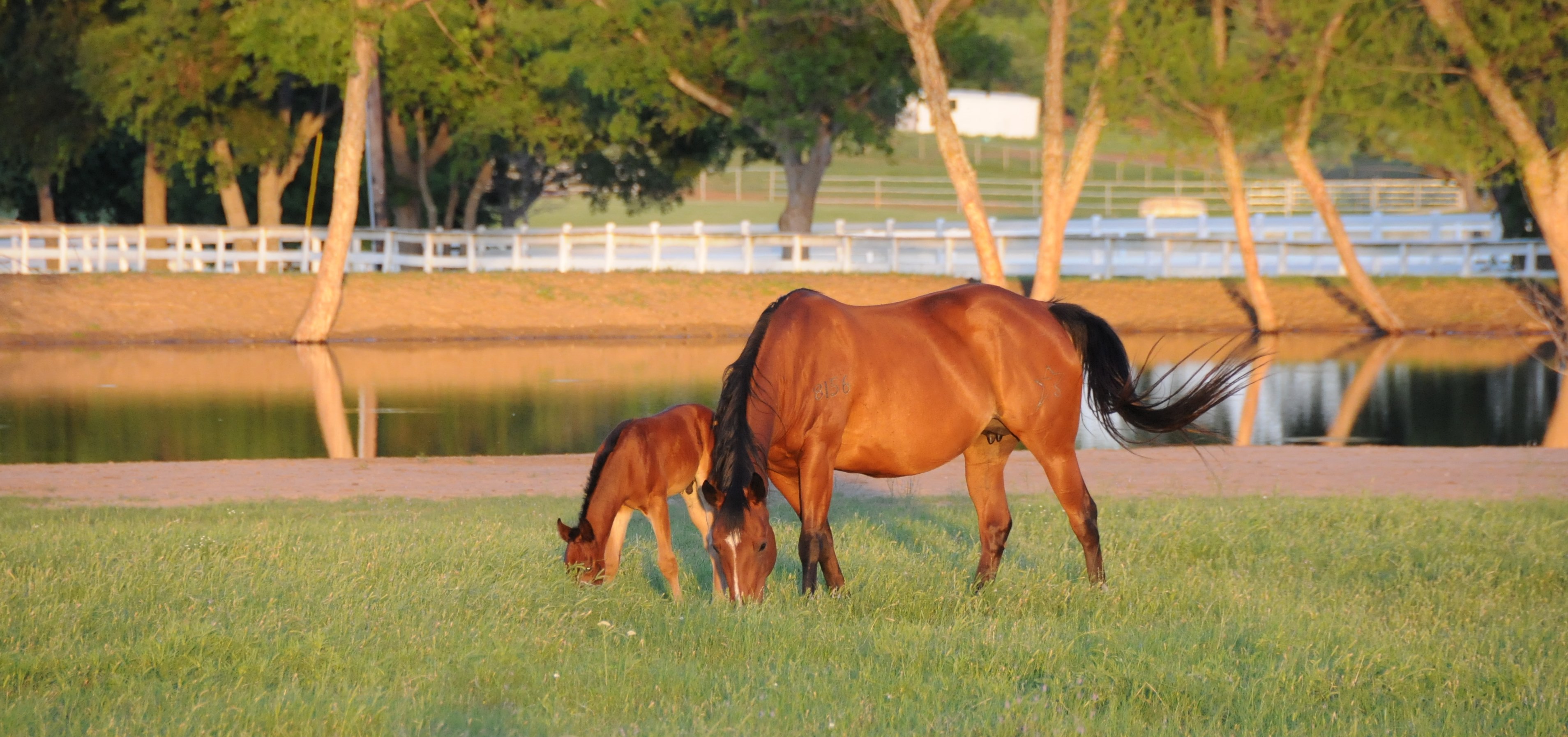 Republic of Texas Land & Home RECREATIONAL FARM RANCH